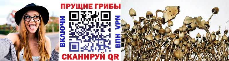закладки  Рубцовск  Псилоцибиновые грибы мухоморы 